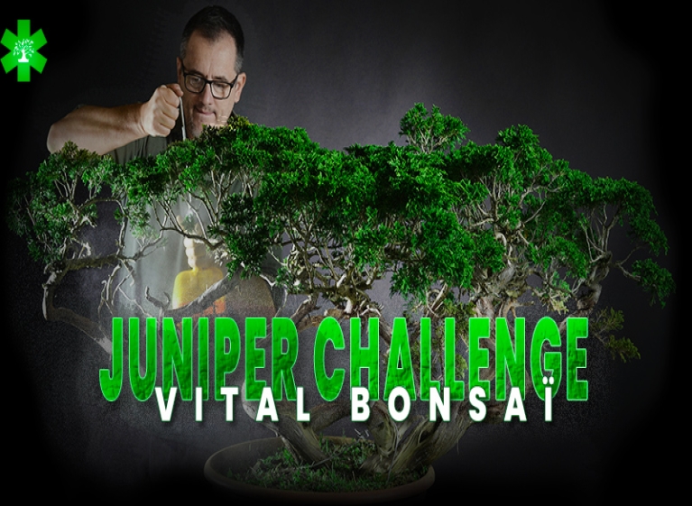 Join the Juniperus Challenge with Vital Bonsaï