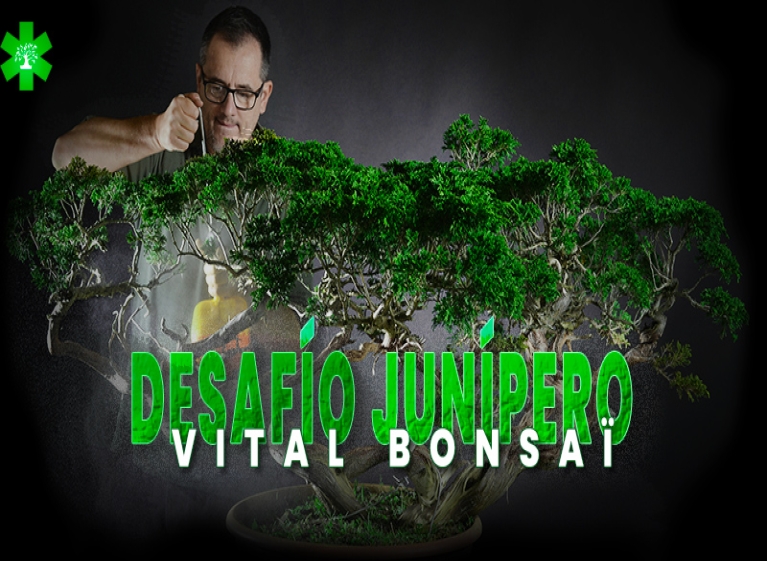 Participa en el Desafío Juniperus con Vital Bonsái