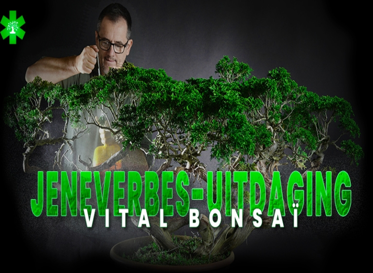 Doe mee aan de Juniperus Challenge met Vital Bonsai