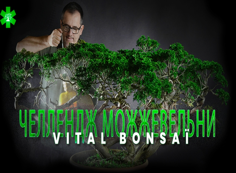 Участвуйте в Челлендже Juniperus с Vital Bonsai