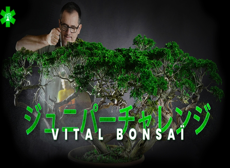 Vital Bonsaiと一緒にジュニペラスチャレンジに参加しよう