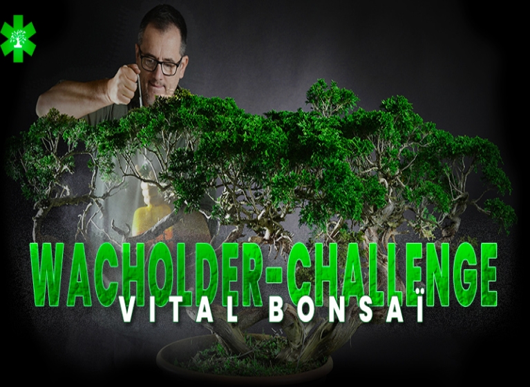 Nimm an der Juniperus-Challenge mit Vital Bonsai teil