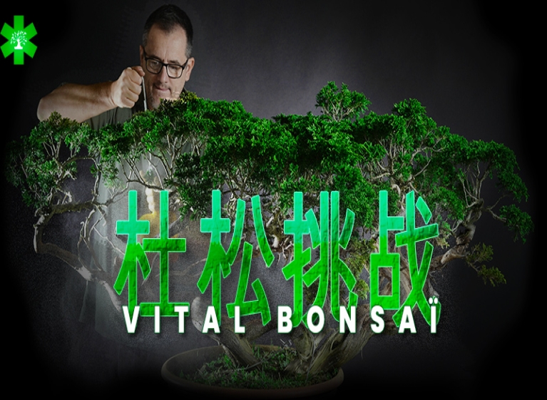 参加与 Vital Bonsai 一起举办的 Juniperus 挑战赛