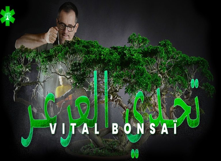 شارك في تحدي Juniperus مع Vital Bonsai