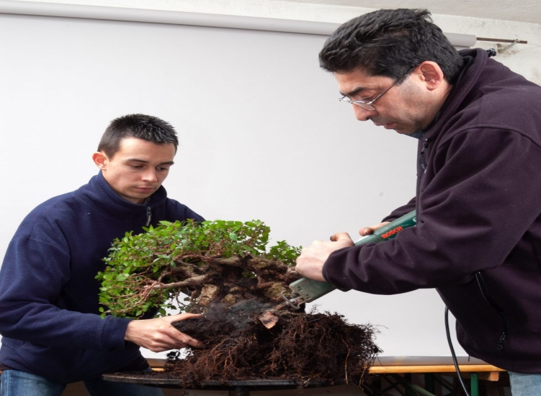 Appy Bonsai au Dijon Bonsaï Show 2025