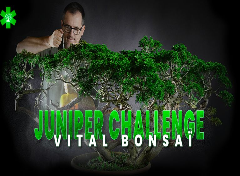 Join the Juniperus Challenge with Vital Bonsaï