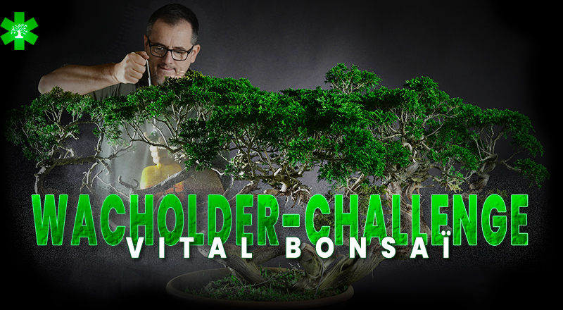 Challenge Juniperus Vital Bonsaï