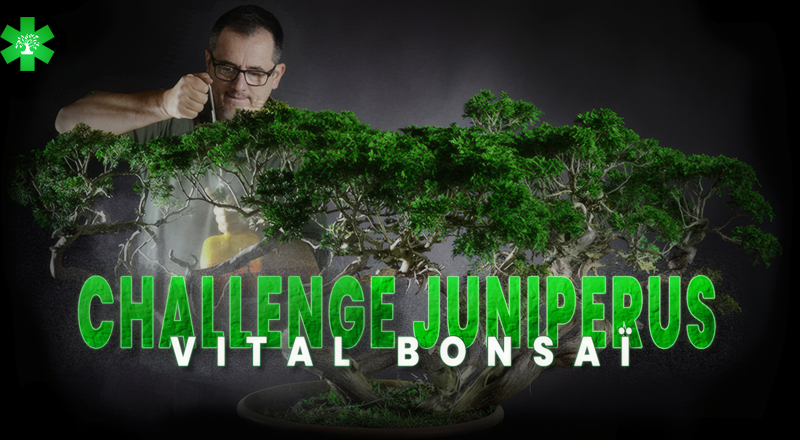 challenge juniperus vitalbonsai