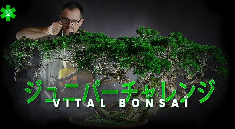 Challenge Juniperus Vital Bonsaï