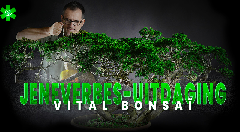 Challenge Juniperus Vital Bonsaï