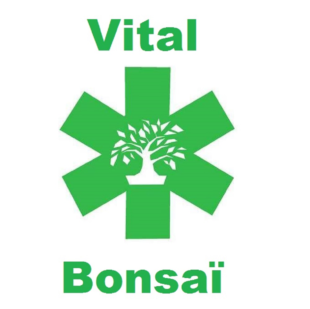 Vital Bonsaï