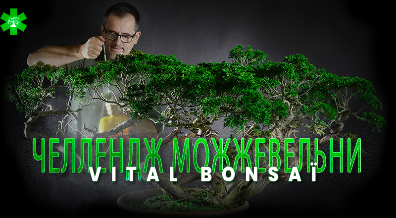 Challenge Juniperus Vital Bonsaï