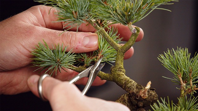 pruning Moyenne